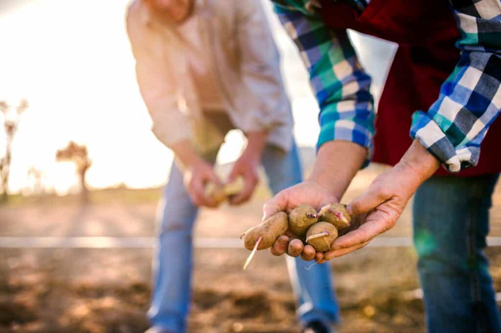 close-up-of-hands-of-couple-planting-potatoes-What Happens If You Plant Potatoes Upside Down