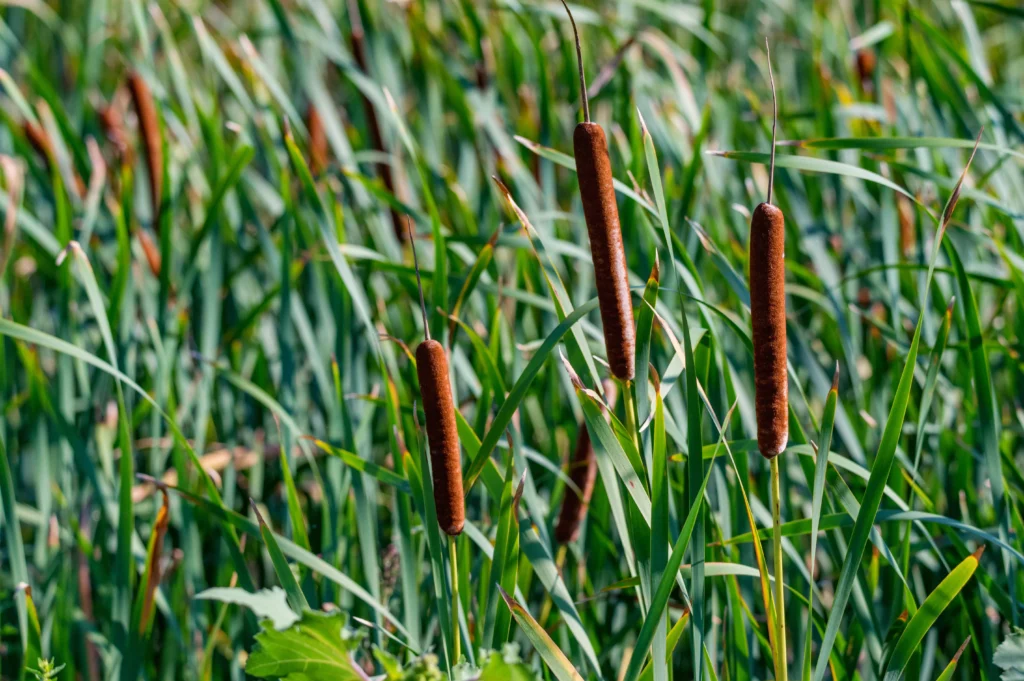 close-up-of-typha-angustifolia-or-narrow-leaved-cattail-Corn Dog Plants