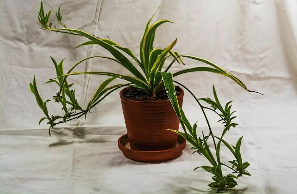 closeup-of-chlorophytum-comosum-spider-plant-isola-What Does an Underwatered Spider Plant Look Like