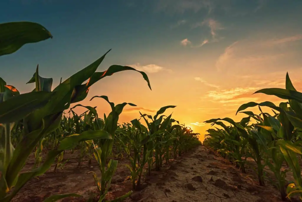 corn-field-in-sunset