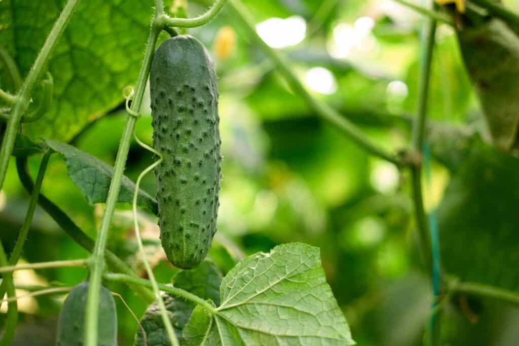 cucumber-hanging-on-vine-with-leaves-