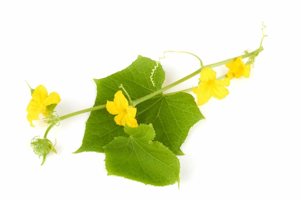 cucumber-leaves-with-flowers-