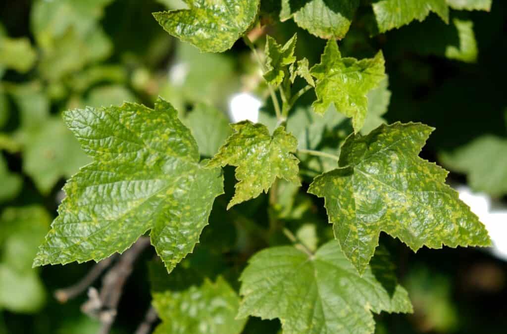 currant-leaves-damaged-by-fungal-diseases-or-insect-