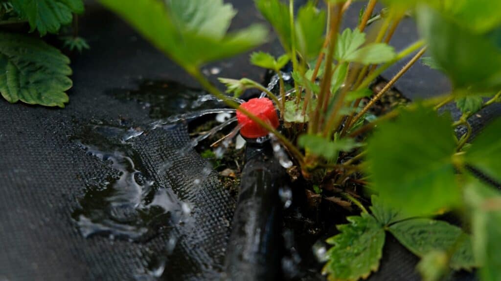 drip-irrigation-close-up-view-of-irrigation-system-