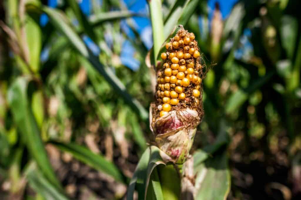 dry-corn