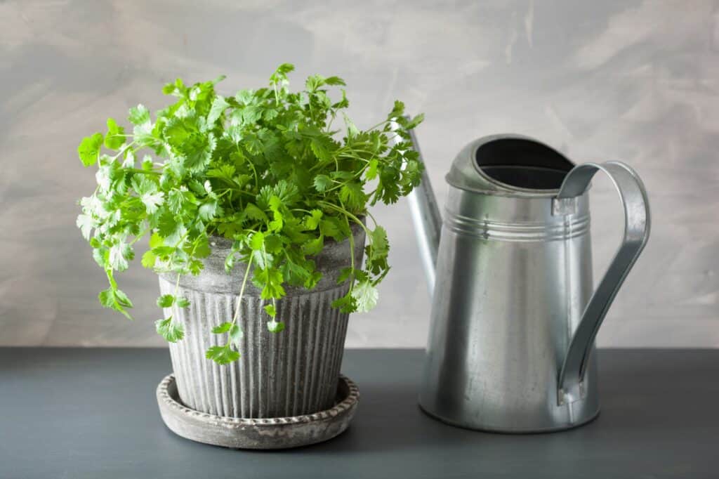 fresh-cilantro-herb-in-flowerpot-How Often Should I Water My Cilantro Plant