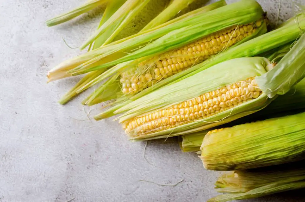 fresh-young-sweet-corn-on-cobs-on-grey-table-