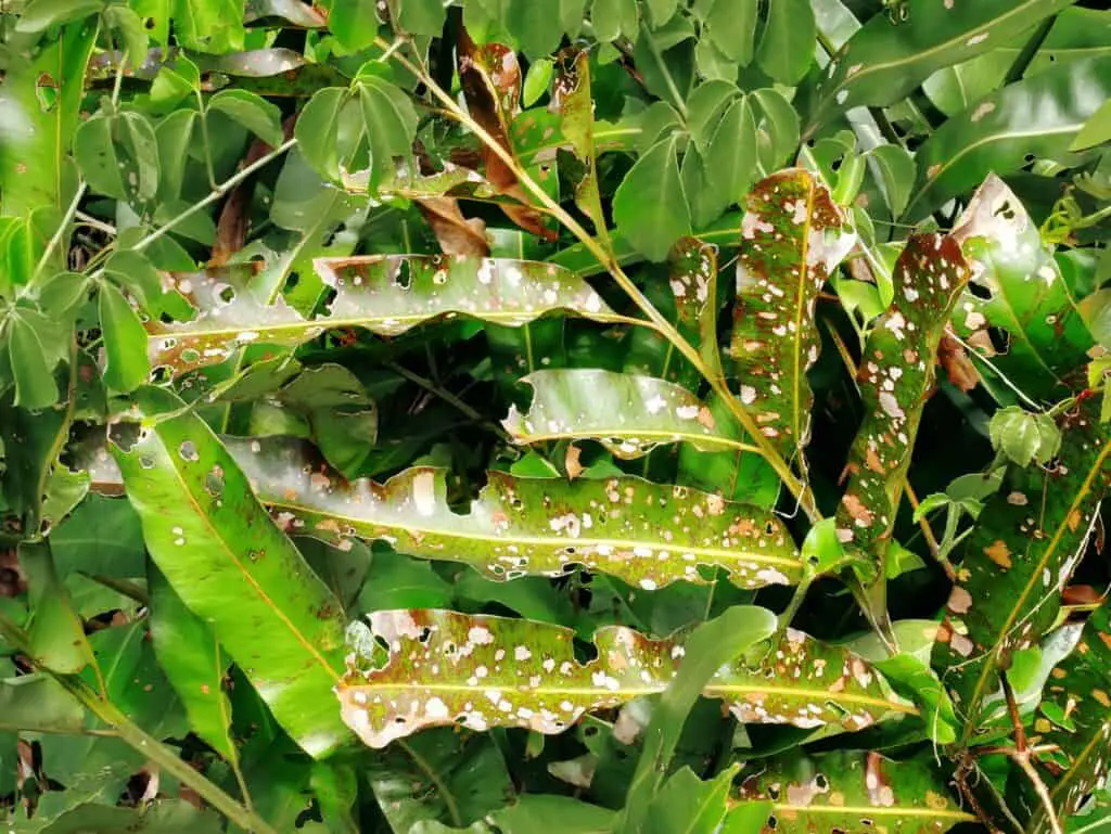 full-frame-background-of-green-leaves-damaged-What Causes White Spots on Plant Leaves