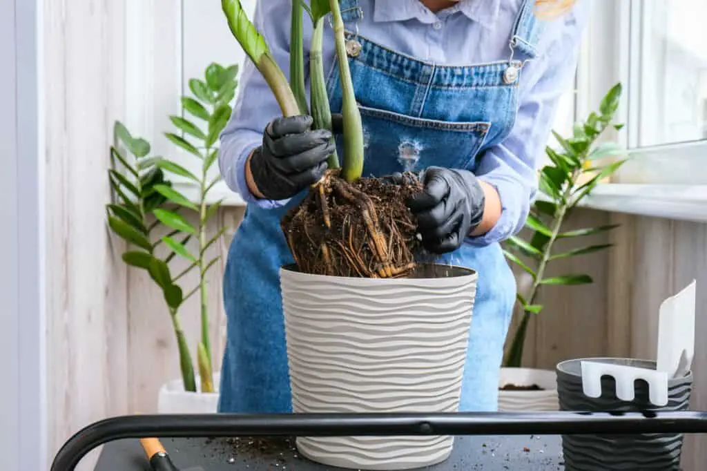 gardener-woman-transplants-indoor-plants-What Does ZZ Plant Root Rot Look Like
