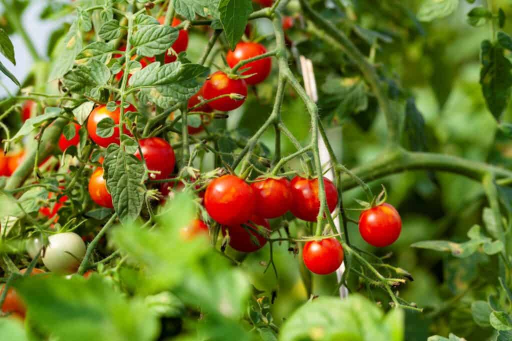 green-leaves-and-red-tomatoes-
