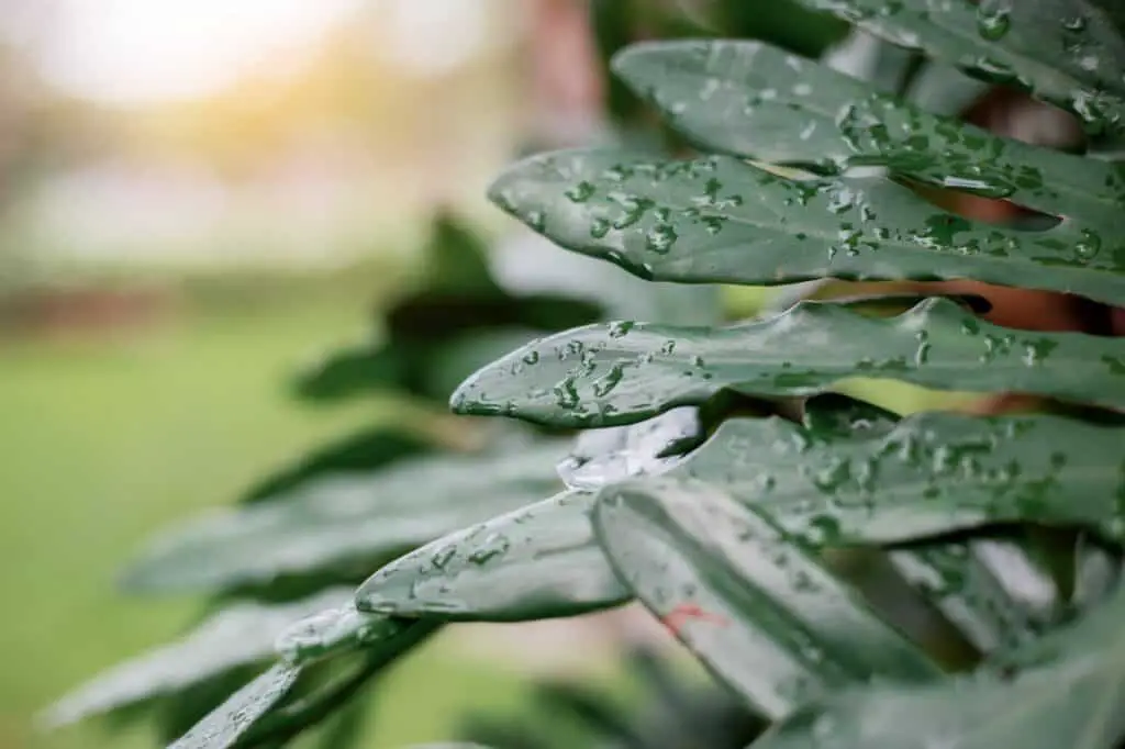 green-leaves-of-wet-at-sunlight-How Plants Produce Molecules Like Spruceanol