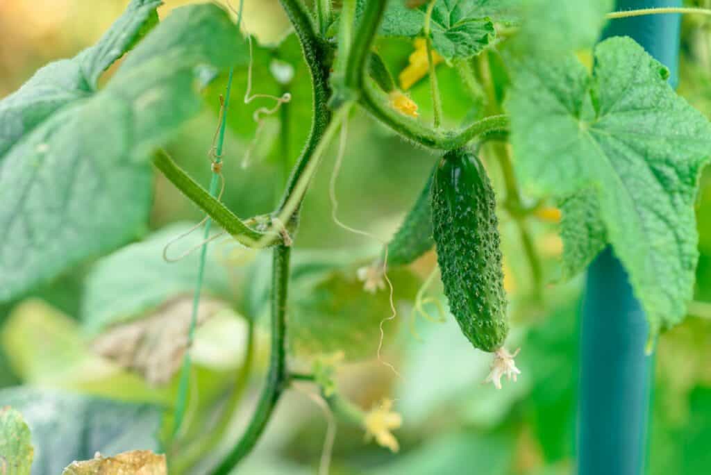 growing-cucumbers-in-the-garden-the-growth-