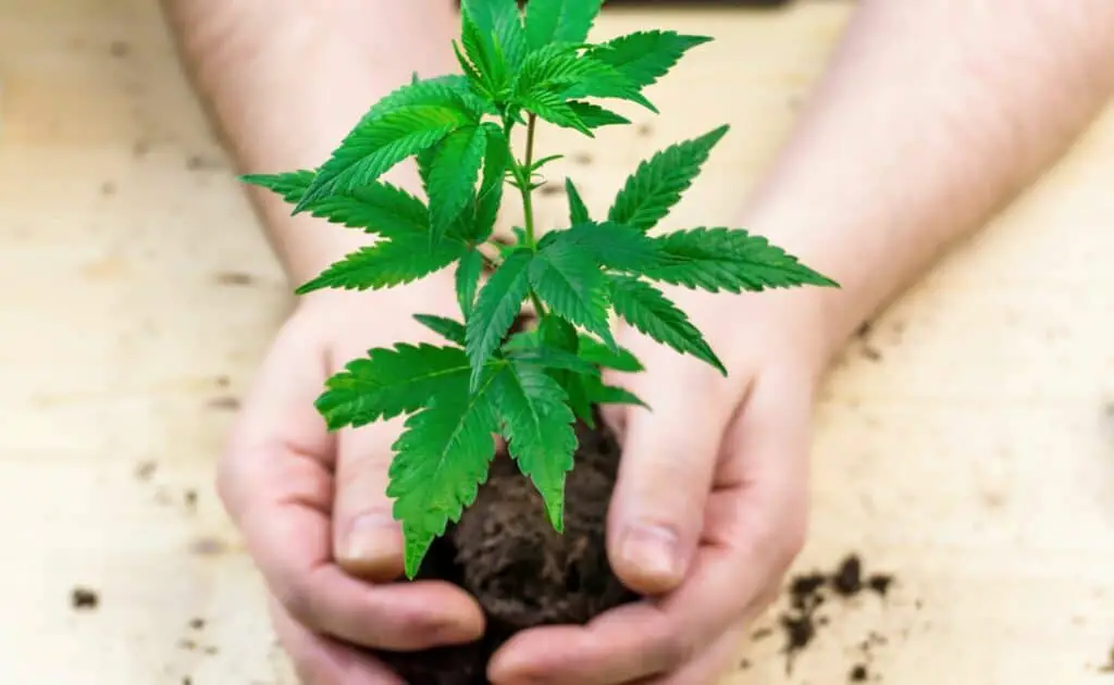 hand-holding-pile-of-soil-with-cannabis-seedling-plant-
