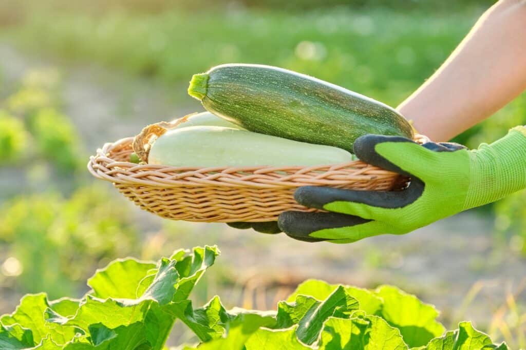 harvest-fresh-zucchini-in-basket-in-hands-close-up-