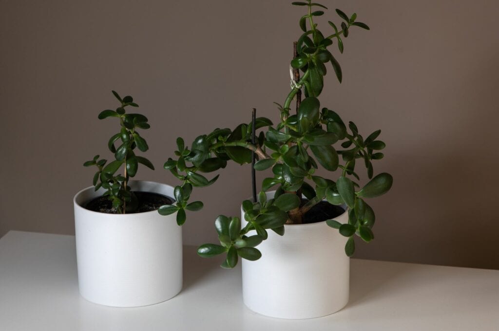 houseplant-crassula-ovata-jade-plant-money-tree-