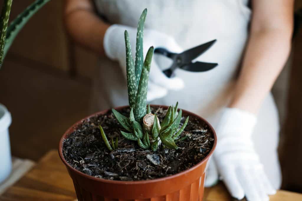 how-to-plant-and-grow-aloe-vera-succulent-houseplant-