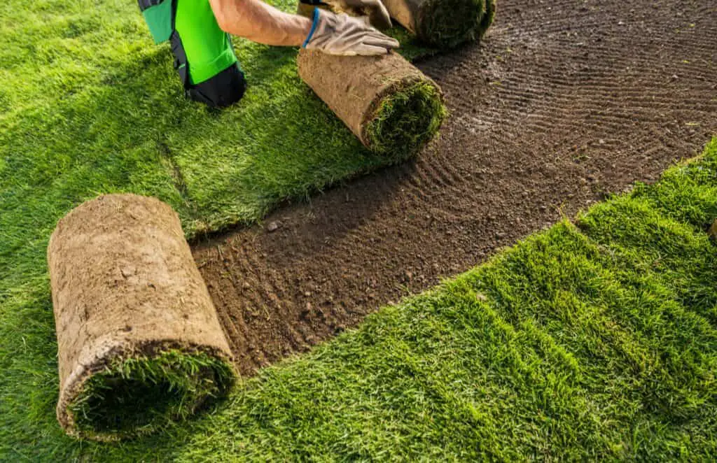 installing-fresh-natural-grass-turfs-from-a-roll-How Long After Tilling Can I Plant Grass