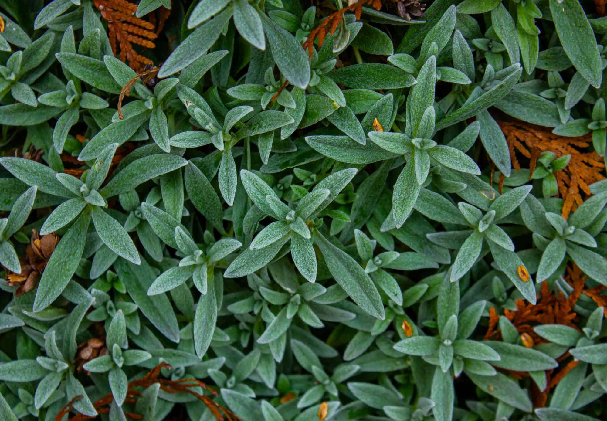 What is Eating My Lambs Ear Plant?