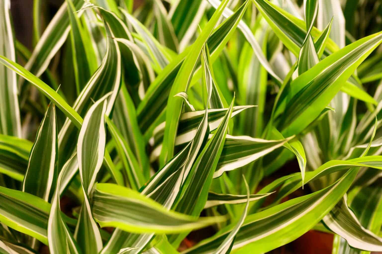 What Causes Brown Spots on Dracaena Leaves 6 Symptoms and Prevention