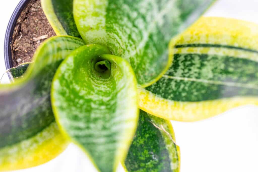 looking-down-at-a-snake-plant-What Does an Underwatered Snake Plant Look Like