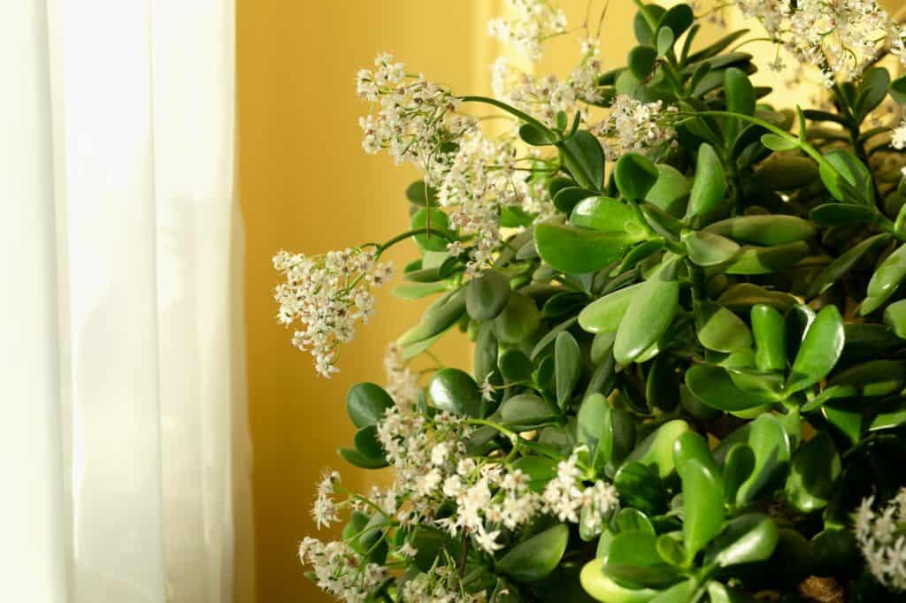 lushly-blooming-crassula-in-the-room-by-the-window-