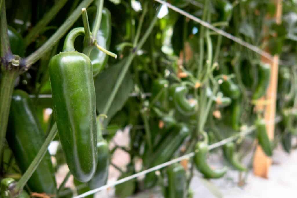 organic-jalapeno-capsicum-annuum-peppers-How Often Do I Water Jalapeno Plants