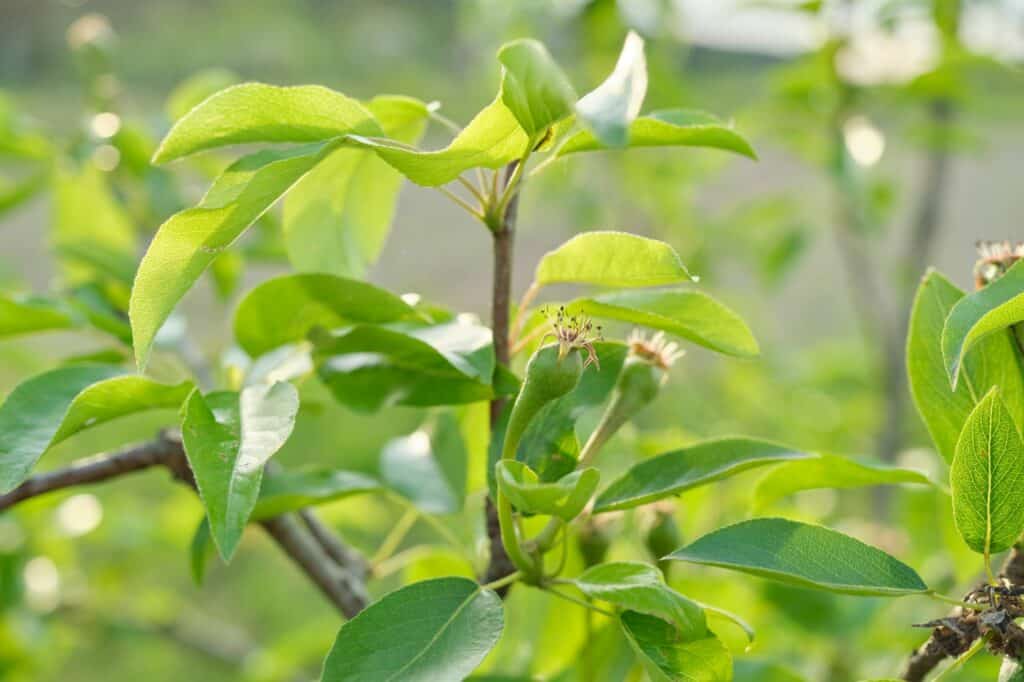 pear-fruit-on-the-tree-spring-season