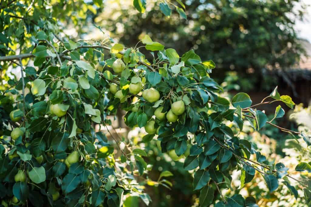 pear-tree-branch-with-green-leaves-and-ripe-fruits-What Causes Black Spots on Pear Tree Leaves