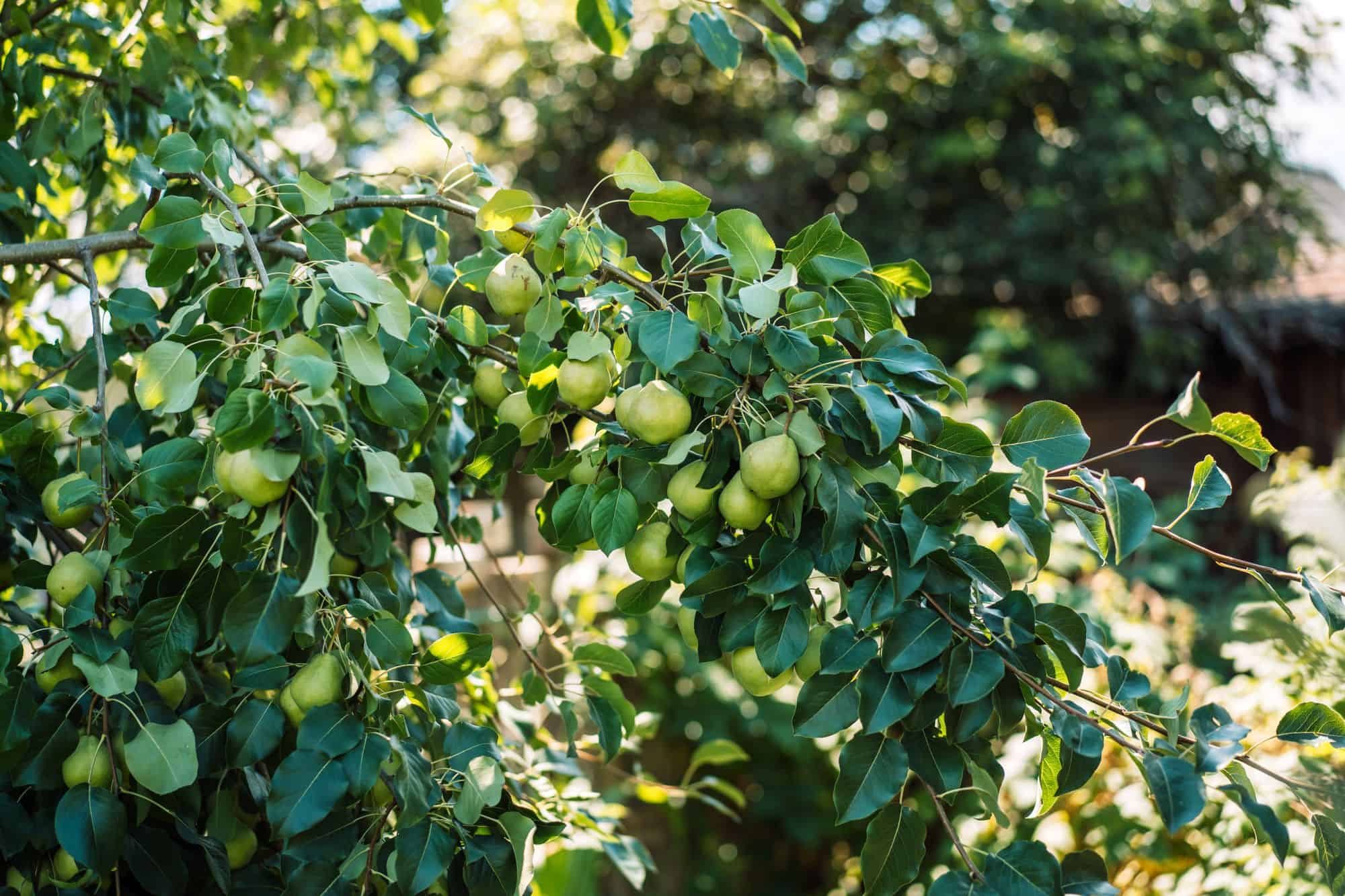 What Causes Black Spots on Pear Tree Leaves: 6 Common Diseases