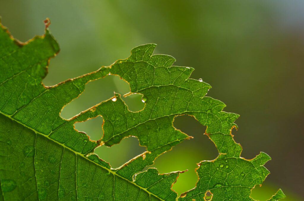 pest-bite-marks-on-the-leaf-