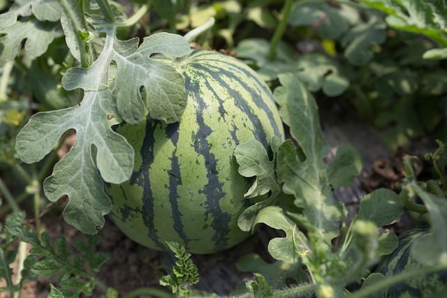 watermelon plant drooping