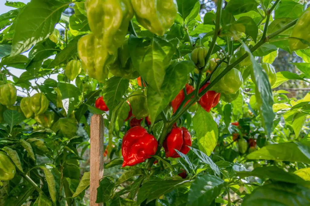 plant of chili pepper habanero red growing in a 2023 06 02 20 56 56 utc