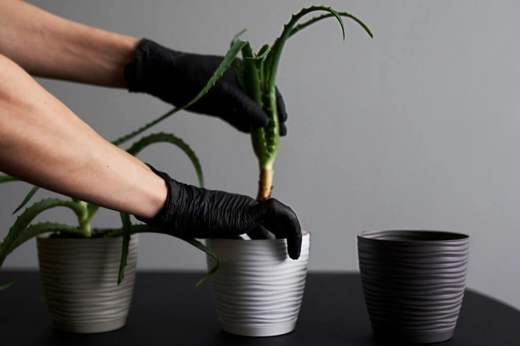 planting-an-aloe-in-a-pot-minimalism-