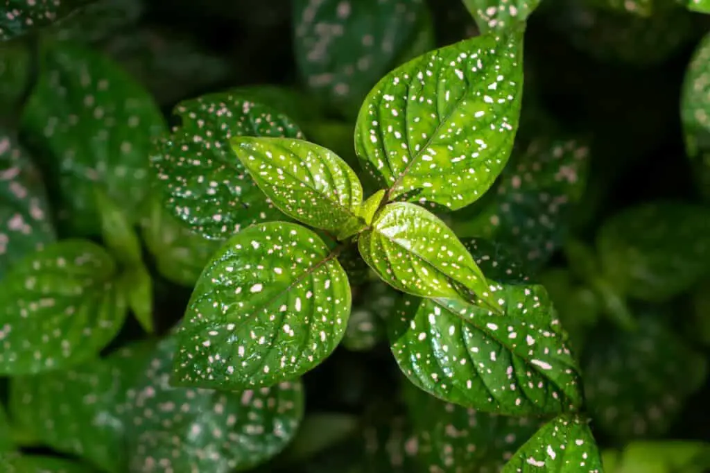 polka-dot-plant-hypoestes-phyllostachya-green-plant-