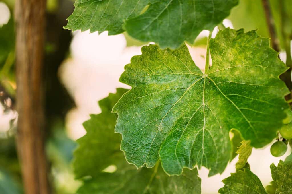 powdery-mildew-on-leaves-of-grape-plant-disease