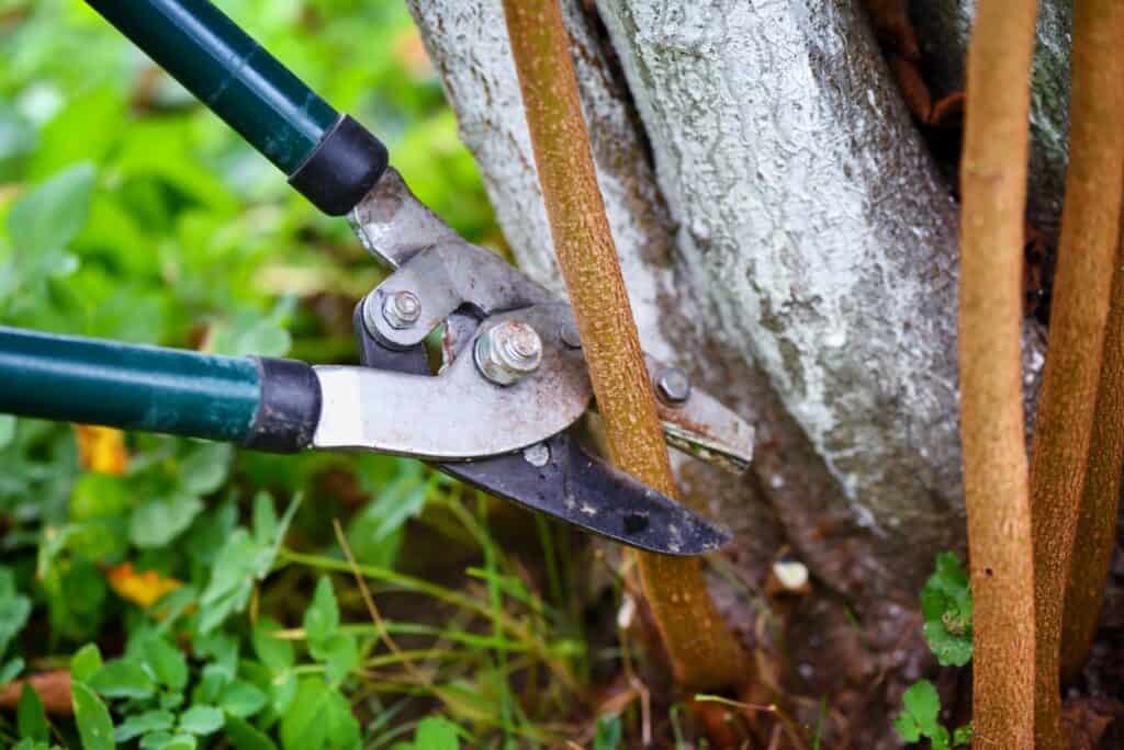 pruning-trees-with-garden-pruners-in-the-autumn