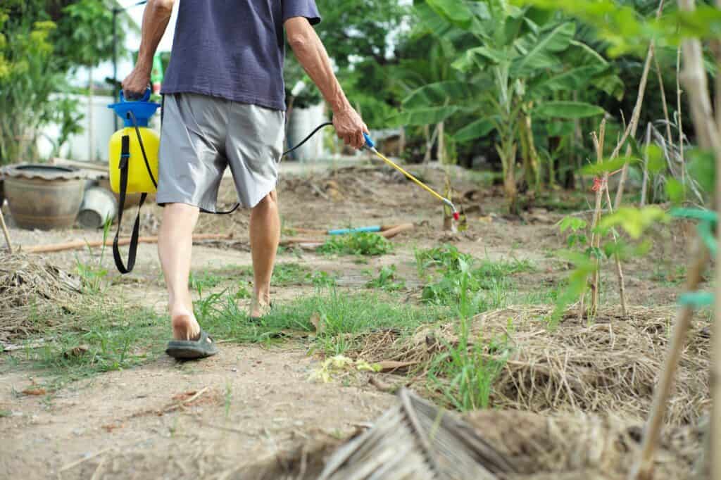 rear-view-of-male-gardener-in-casual-dress-spraying-insecticide