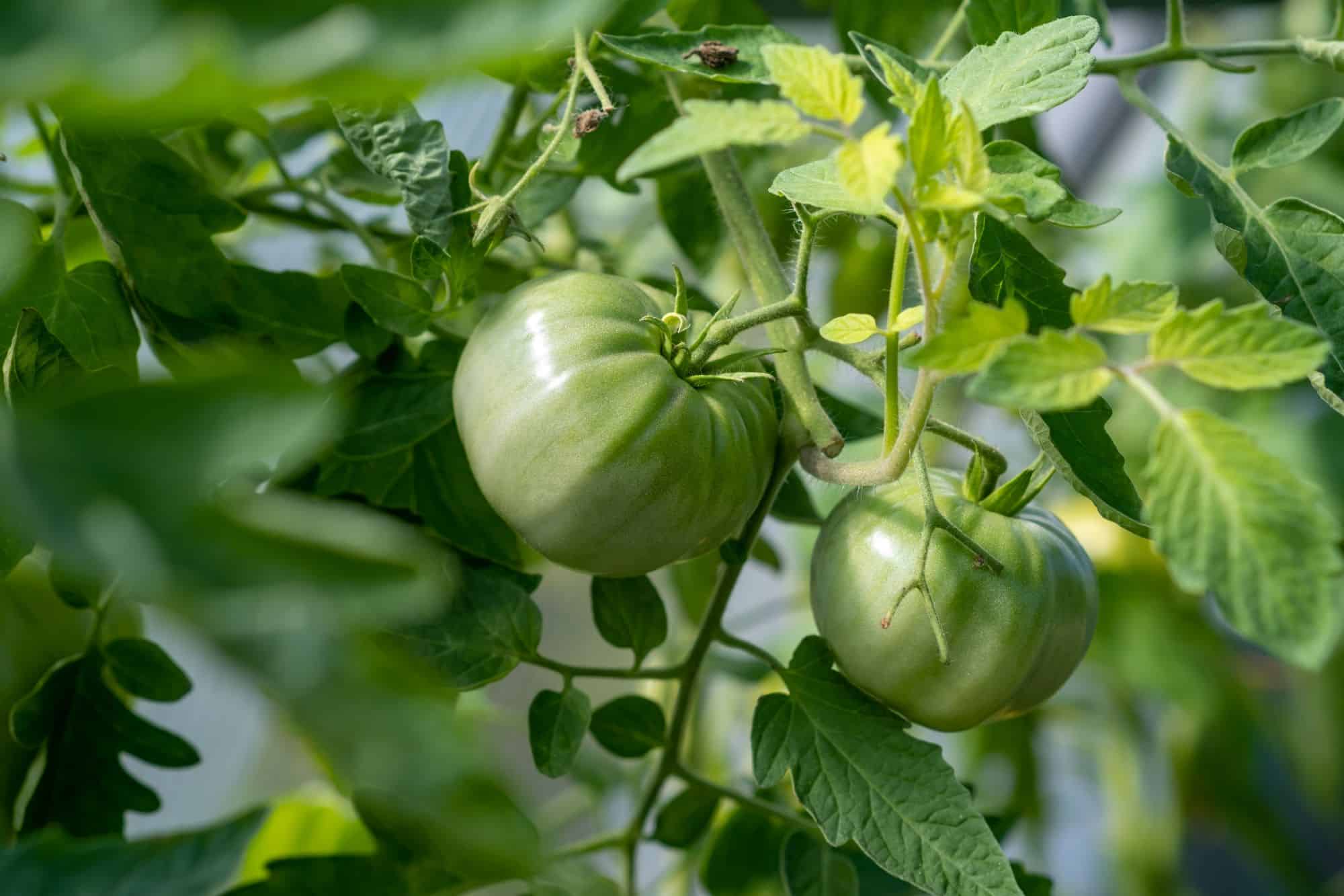 What Causes White Spots on Tomato Leaves 6 Common Diseases