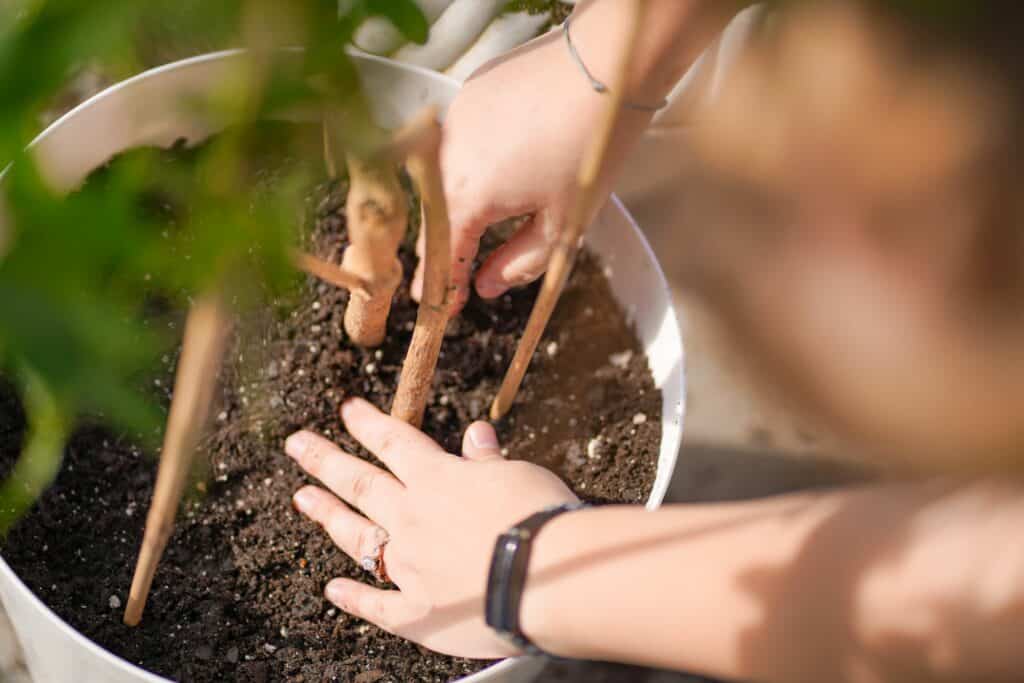 repotting-a-plant-