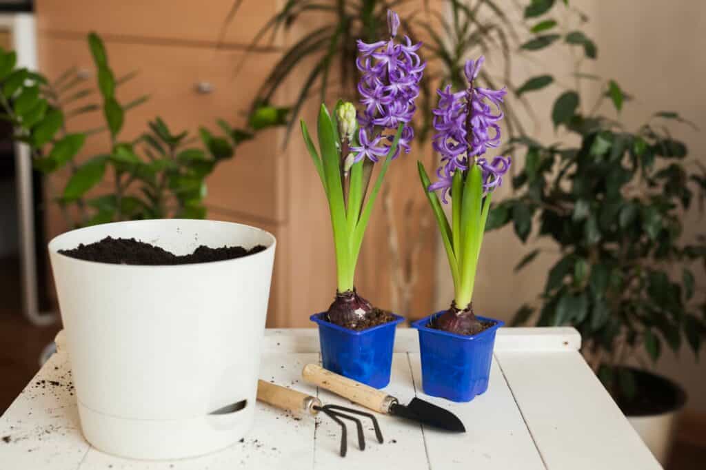 repotting-blooming-home-plants-in-the-interior-of-a-home-How Often Can You Repot a Plant
