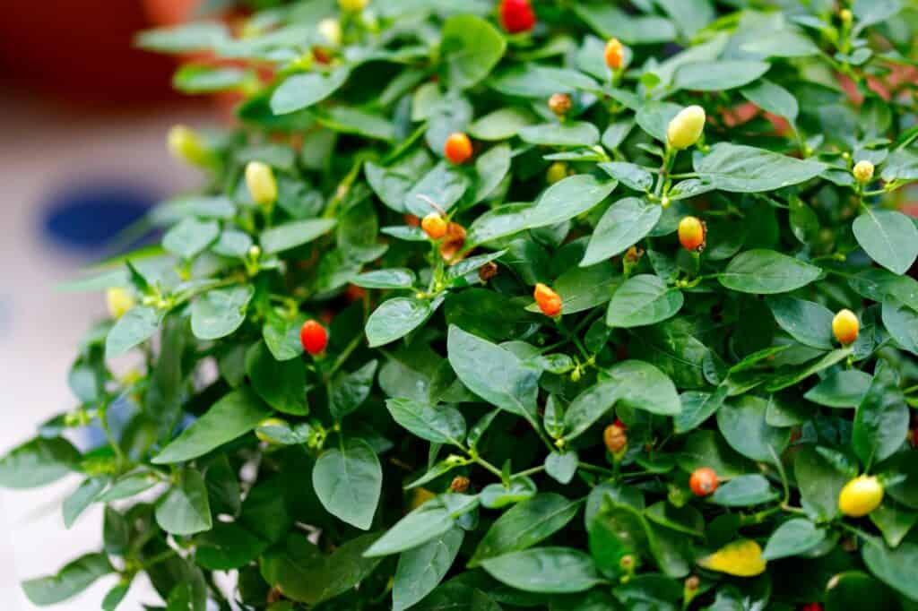 ripe-red-hot-chili-jalapenos-on-a-branch-of-a-bush-