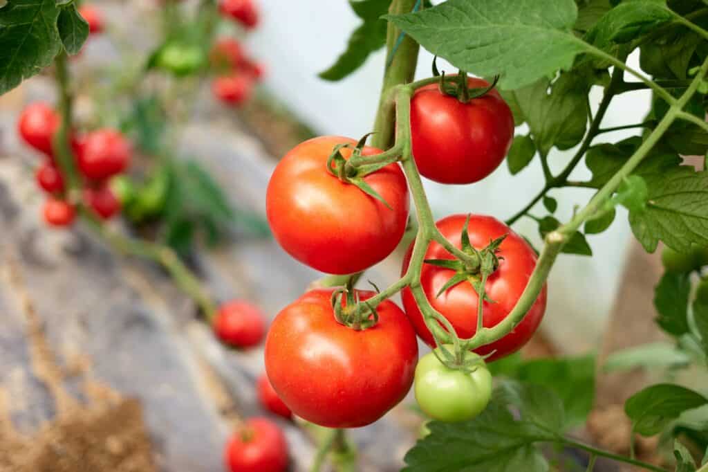 ripe-tomato-plant-growing-in-greenhouse-How Long Can Tomato Plants Go Without Water