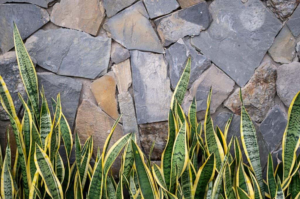 sansevieria-snake-plant-leaves-against-rocky-wall-