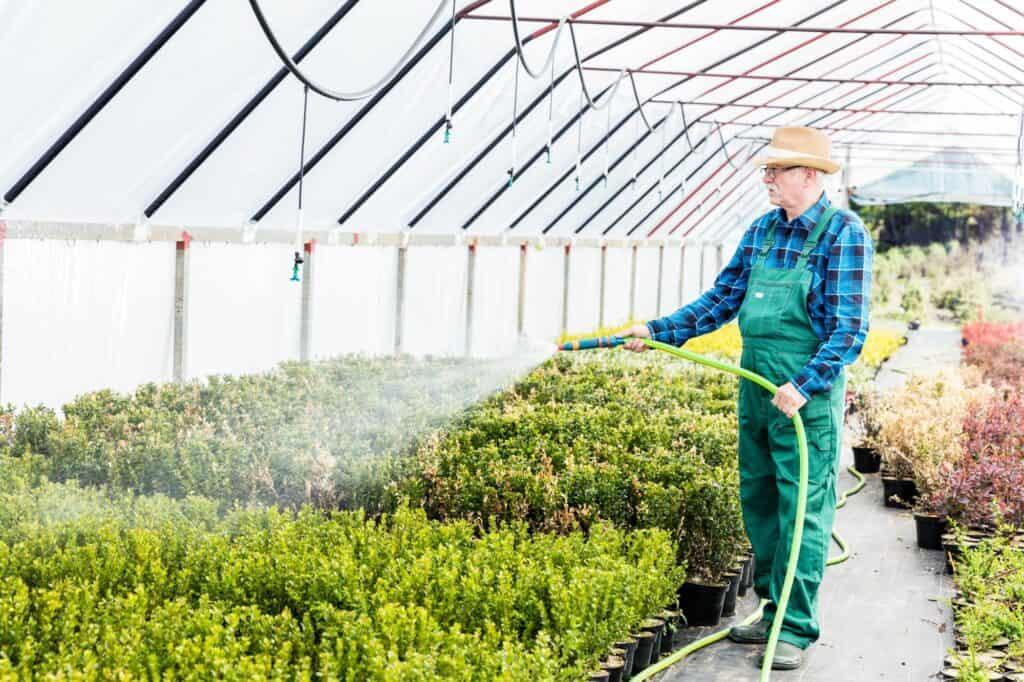 senior-gardener-watering-plants-in-a-greenhouse-