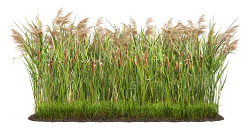 What are the Corn Dog Plants Called?