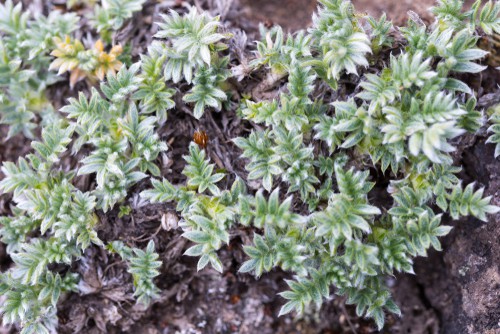 Why are Tundra Plants Small and Stunted