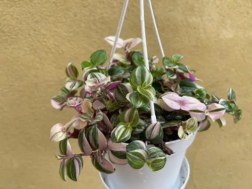 wandering jew plant dying at base