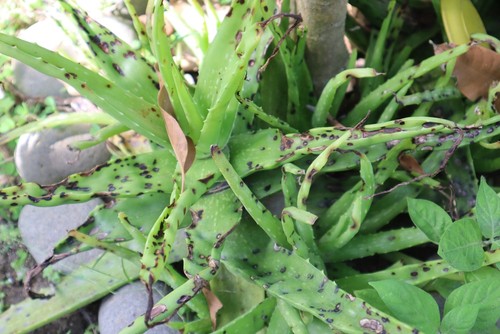 Why Does My Aloe Plant Have Black Spots?