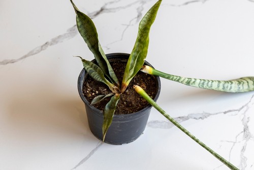 How Do I Know If My Snake Plant is Dying