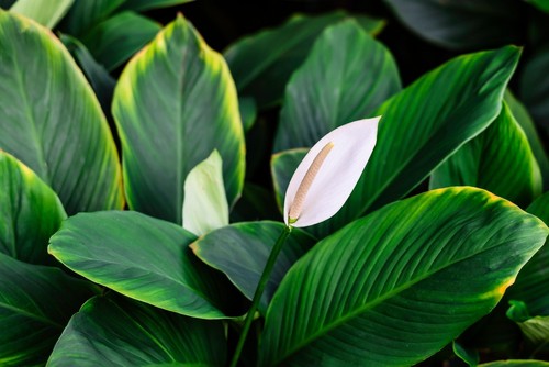 Flowers on Peace Lily Turning Brown